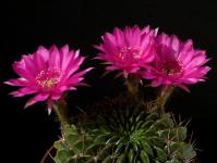 Thumbnail of 1533_Lobivia larae_20170531_01(1).JPG